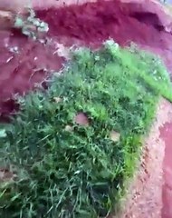 Idosa enterra cadela viva por não conseguir dormir com latido