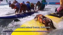 Puluhan Anjing Ikuti “Surf-a-Thon”, Lomba Anjing Selancar Tahunan di Del Mar, Kalifornia