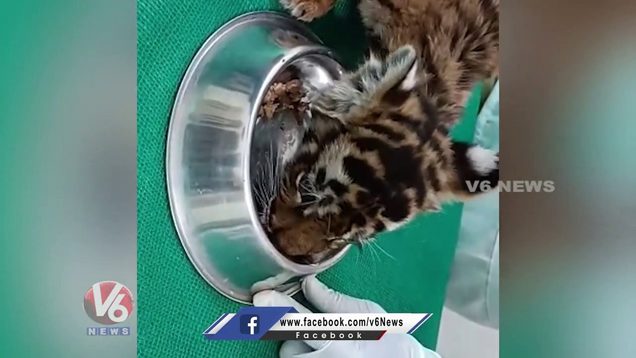 Forest Officials Feeding Tiger Cubs | Tiger Rescue Operation | V6 News