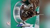Forest Officials Feeding Tiger Cubs | Tiger Rescue Operation | V6 News