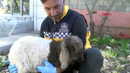 18'inci günde enkazdan kurtarılan kuzu Mazlum sahibine teslim edildi