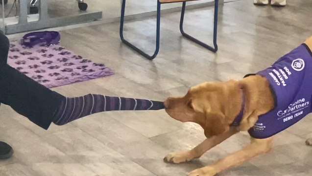 Canine Partners: Meet the dog that can turn on lights, take your socks off and pay for your lunch