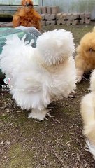 Cute hens funny video
