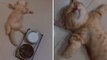 Vídeo hilário: gato exagera na hora do almoço e fica estufado