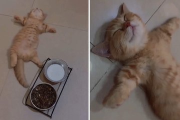 Vídeo hilário: gato exagera na hora do almoço e fica estufado