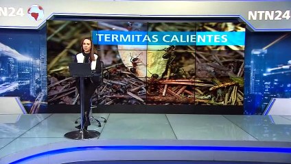 Población de termitas se expande por el calentamiento global