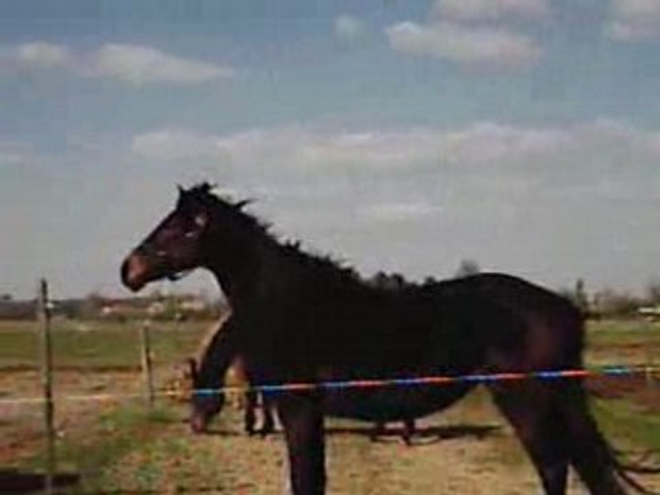 Les chevaux de mon centre