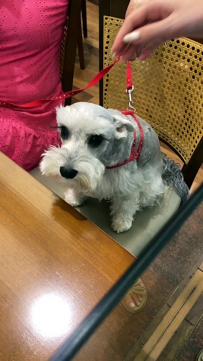 Dog Has Long Lashes