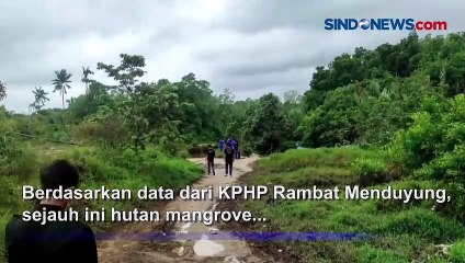 Petugas Gabungan Razia Tambang Timah Ilegal di Hutan Mangrove Belo Laut