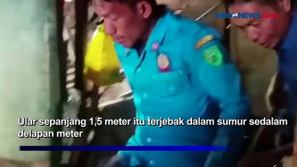 Evakuasi Kobra Masuk Sumur Berlangsung Dramatis di Padangsidempuan