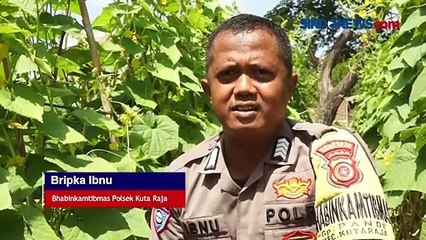 Sarang Biawak Diolah Jadi Kebun Sayur Organik