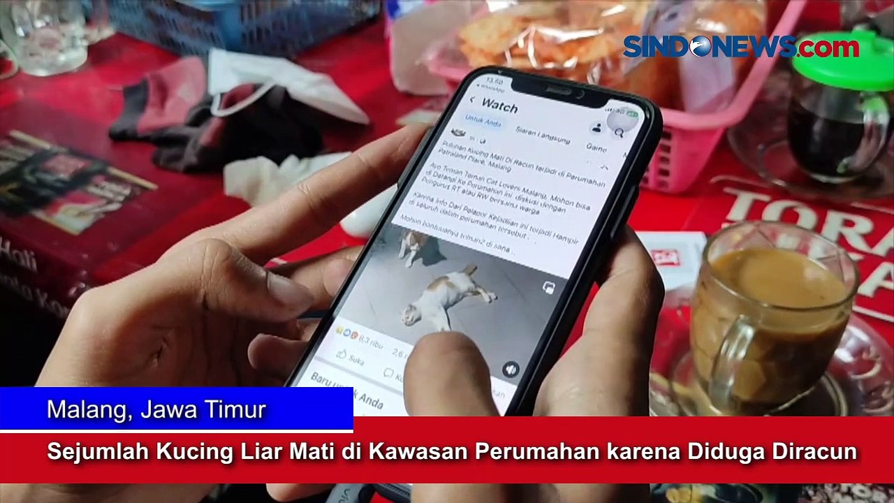 Sejumlah Kucing Liar Mati di Kawasan Perumahan karena Diduga Diracun di Malang