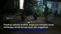 Ular Sepanjang 3 Meter Ditangkap di Tuban