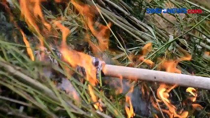 BNN Musnahkan 7 Hektare Ladang Ganja di Aceh Berat, 17,5 Ton Ganja Basah Dicabut dan Dibakar