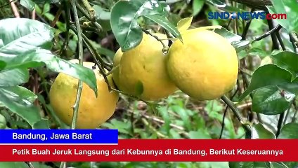 Petik Buah Jeruk Langsung dari Kebunnya di Bandung, Berikut Keseruannya