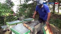 Peternak Lebah di Lereng Gunung Anjasmoro Dapat Berkah saat Masuki Musim Bunga Buah Durian