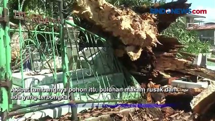 Pohon Raksasa di Tengah Pemakaman Tumbang, Puluhan Makam di Polewali Rusak