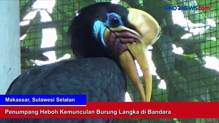 Kemunculan Burung Langka Kagetkan Penumpang di Bandara Sultan Hasanuddin