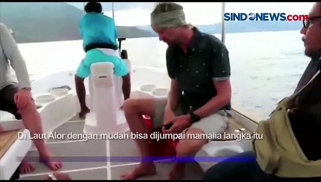 Gerombolan Paus Orca dan Paus Biru Terlihat di Laut Alor