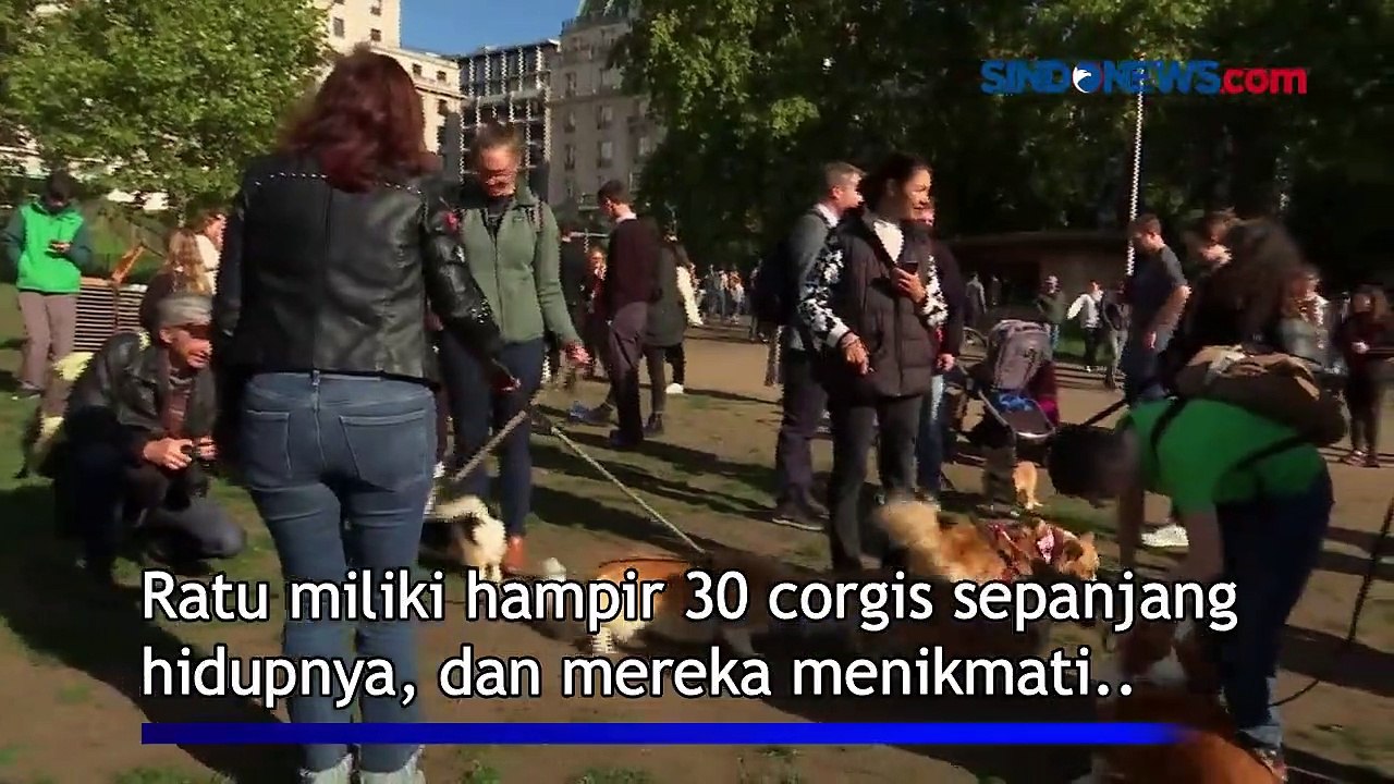 Corgi, Anjing Kesayangan Mendiang Ratu Elizabeth II