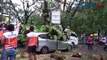 Evakuasi 6 Penumpang Mobil yang Tertimpa Pohon Tumbang di Makassar Berjalan Dramatis