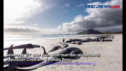 Mengenaskan, 477 Paus Mati dan Terdampar di Selandia Baru