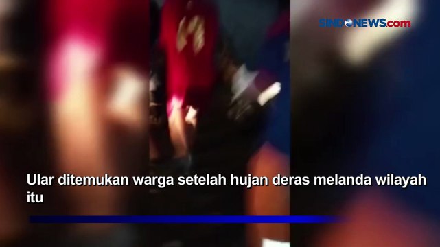 Ular Piton 7 Meter Nangkring di Pohon Dekat Rumah Hebohkan Warga Parepare