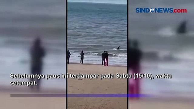 Paus Orca Terdampar di Belanda, Akhirnya Mati