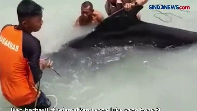 SAR dan Warga di Natuna Selamatkan Ikan Paus Terdampar ke Laut