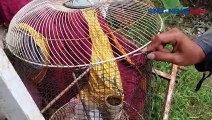 Monyet Liar Resahkan Warga, Satpol PP  dan Damkar Turun Tangan di Indramayu
