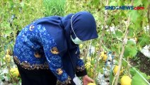Hebat, Emak-emak di Mojokerto Sulap Lahan Kosong jadi Lokasi Wisata Petik Melon