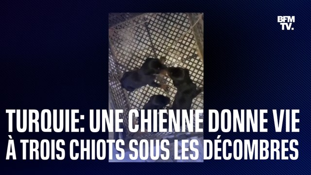 Une chienne donne vie à trois chiots sous les décombres en Turquie