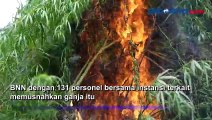 3 Hektare Ladang Ganja Dimusnahkan BNN di Aceh Selatan