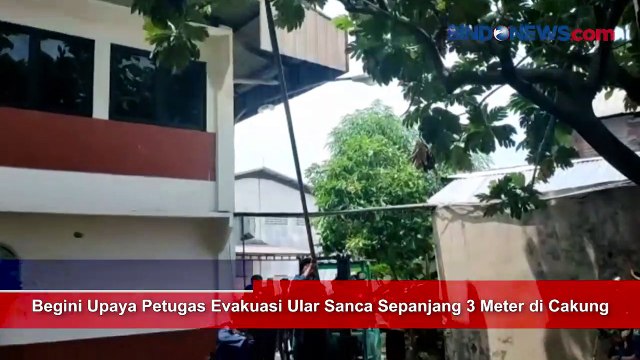 Aksi Petugas Evakuasi Ular Sanca Sepanjang 3 Meter di Cakung