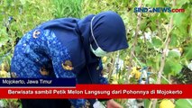 Berwisata sambil Petik Melon Langsung dari Pohonnya di Mojokerto