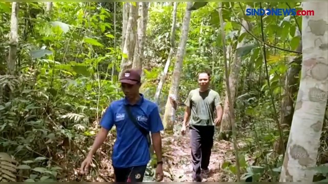 Sadap Pohon Karet, Wanita Paruh Baya di Jambi Dimangsa Ular Piton Raksasa
