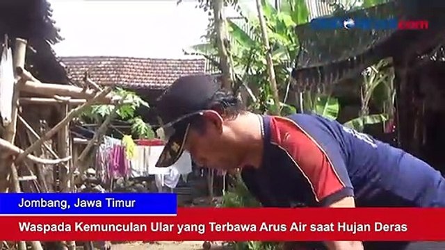 Waspada Kemunculan Ular yang Terbawa Arus Air saat Hujan Deras