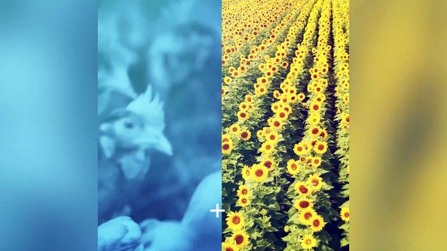 Nurturing Nature: The importance of sustainable egg farming in Canada