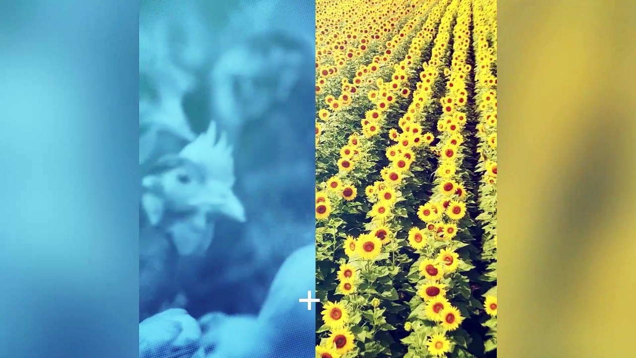 Nourrir la nature : L'importance de l'élevage durable d'œufs au Canada