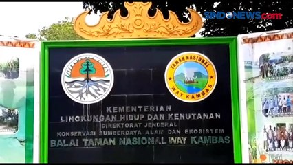 Anak Gajah Mati Mendadak di TN Way Kambas, Ini Penyebabnya