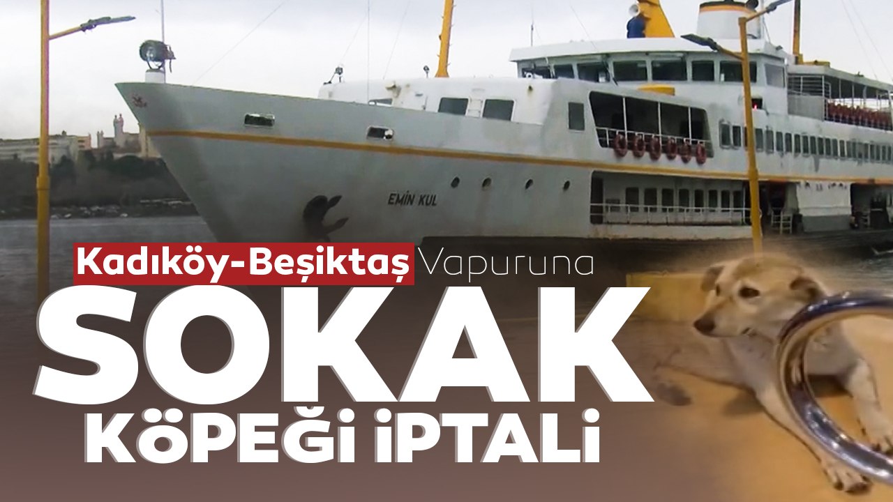 Kadıköy-Beşiktaş Vapur Seferine 'Sokak Köpeği' İptali! Kaptan Anons Yaptı Vatandaşlar Tepki Gösterdi