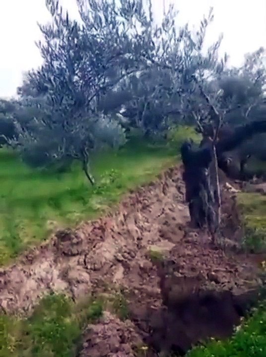 Un arbre s'est fendu en deux pendant le séisme en Turquie et les deux morceaux sont maintenant à 10m de distance