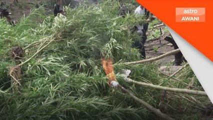 Polis Indonesia hapuskan 11 hektar ladang ganja