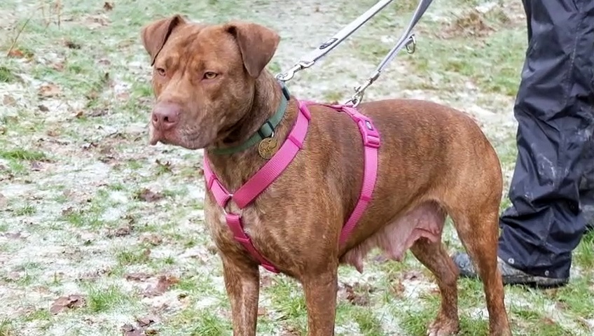 Dogs for adoption in Sussex: These adorable pups at Rescue