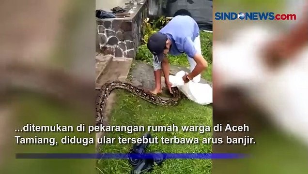 Ngeri, Ular Piton Jumbo dan Kura-kura yang Terbawa Arus Banjir di Aceh Tamiang