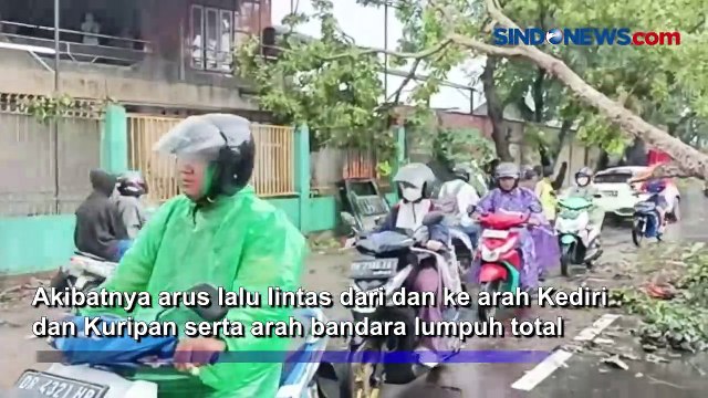 Puluhan Pohon Tumbang Usai Hujan Deras Terjang Lombok Barat