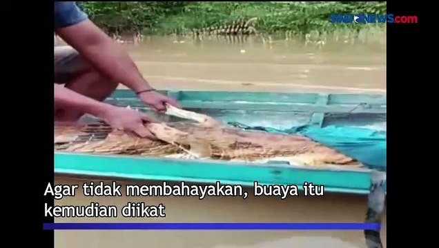 Buaya Sepanjang 2,5 Meter Terjaring Jala Nelayan di Katingan