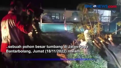 Pohon Besar di Bantarbolang Tumbang Menutup Akses Jalan Utama Pemalang-Randudongkal
