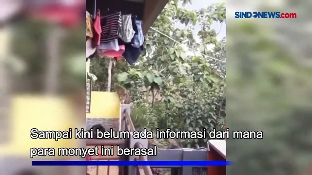Gerombolan Monyet Liar Muncul di Permukiman Warga Bandung