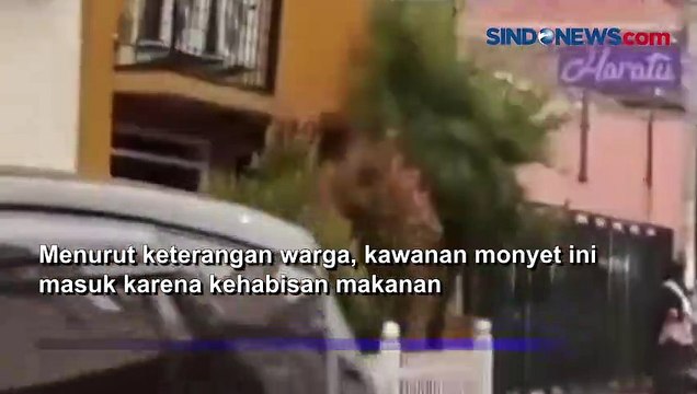 Bikin Resah, Kawanan Monyet Masuk Permukiman Warga Kota Bandung